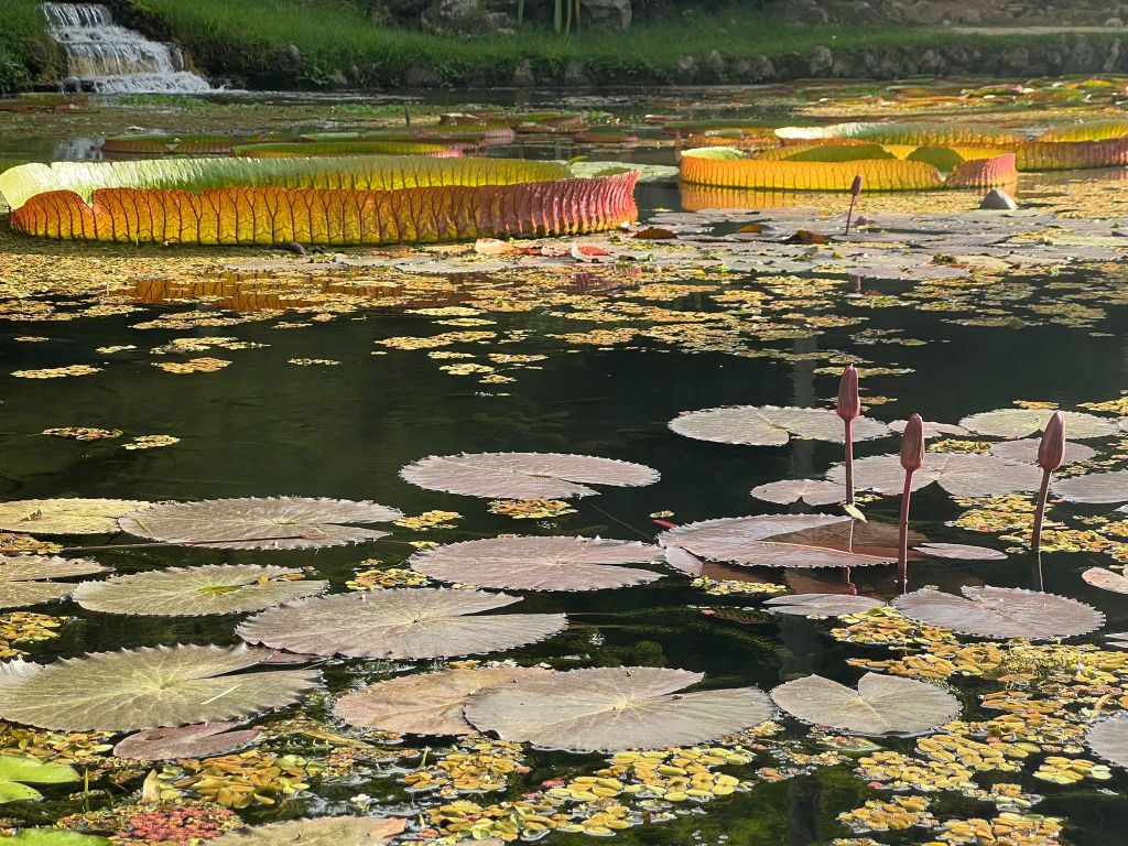 Rio de Janeiro – Jardim&nbsp;Botanico